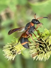 Pachodynerus erynnis