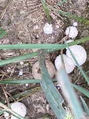 Lycoperdon curtisii