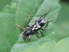 Chlorophorus annularis