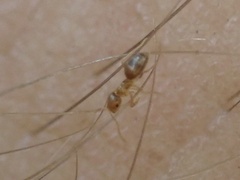 Brachymyrmex depilis