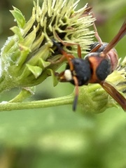 Pachodynerus erynnis