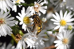Helophilus latifrons