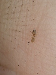 Brachymyrmex depilis