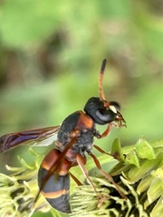 Pachodynerus erynnis