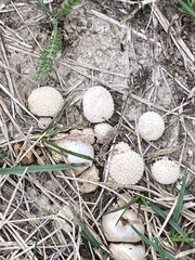 Lycoperdon curtisii