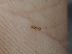 Brachymyrmex depilis