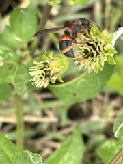 Pachodynerus erynnis