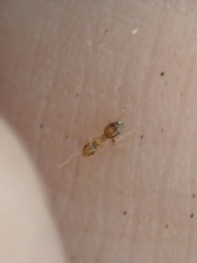 Brachymyrmex depilis