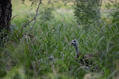 Meleagris gallopavo intermedia
