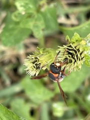 Pachodynerus erynnis