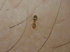 Brachymyrmex depilis