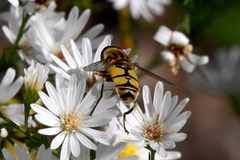 Helophilus latifrons