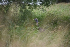 Meleagris gallopavo intermedia