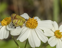 Callophrys gryneus