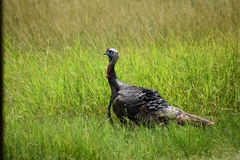 Meleagris gallopavo intermedia