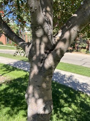 Sorbus decora
