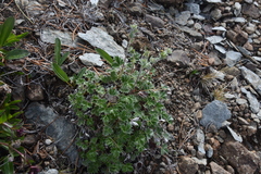 Potentilla hookeriana