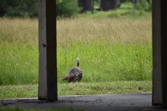 Meleagris gallopavo intermedia