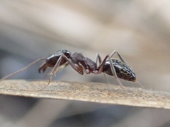 Odontomachus haematodus