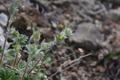 Potentilla hookeriana