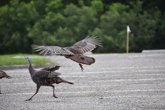 Meleagris gallopavo intermedia
