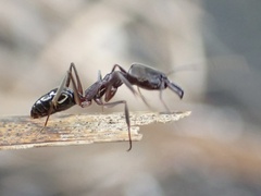 Odontomachus haematodus