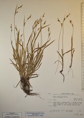 Carex hirtifolia