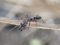 Odontomachus haematodus