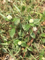 Gomphrena celosioides