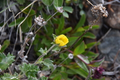 Potentilla hookeriana