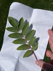 Sorbus decora