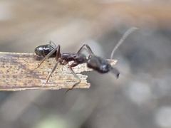 Odontomachus haematodus