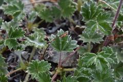 Potentilla hookeriana