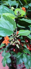 Cordia sebestena