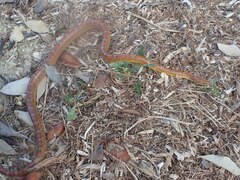 Pantherophis guttatus