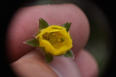 Potentilla hookeriana
