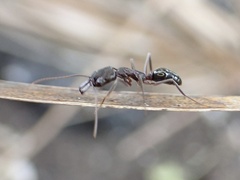 Odontomachus haematodus