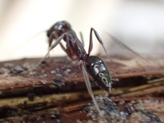 Odontomachus haematodus