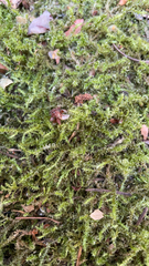 Rhytidiadelphus squarrosus