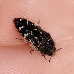 Acmaeodera rubronotata