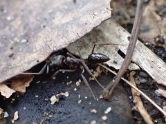 Odontomachus haematodus