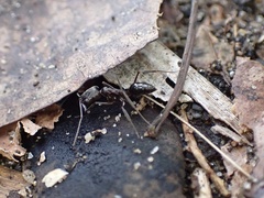 Odontomachus haematodus