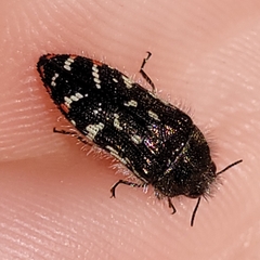 Acmaeodera rubronotata