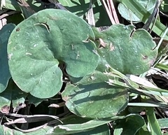 Dichondra