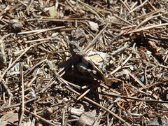 Oedipoda caerulescens