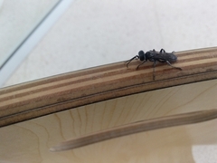 Pterygota