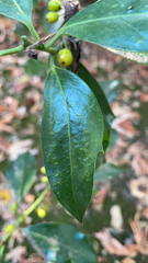 Ilex cornuta