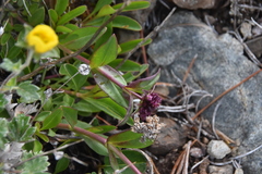 Penstemon procerus tolmiei