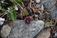 Penstemon procerus tolmiei
