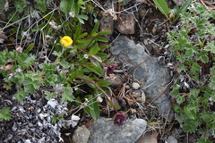 Penstemon procerus tolmiei